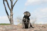 CANE CORSO 293